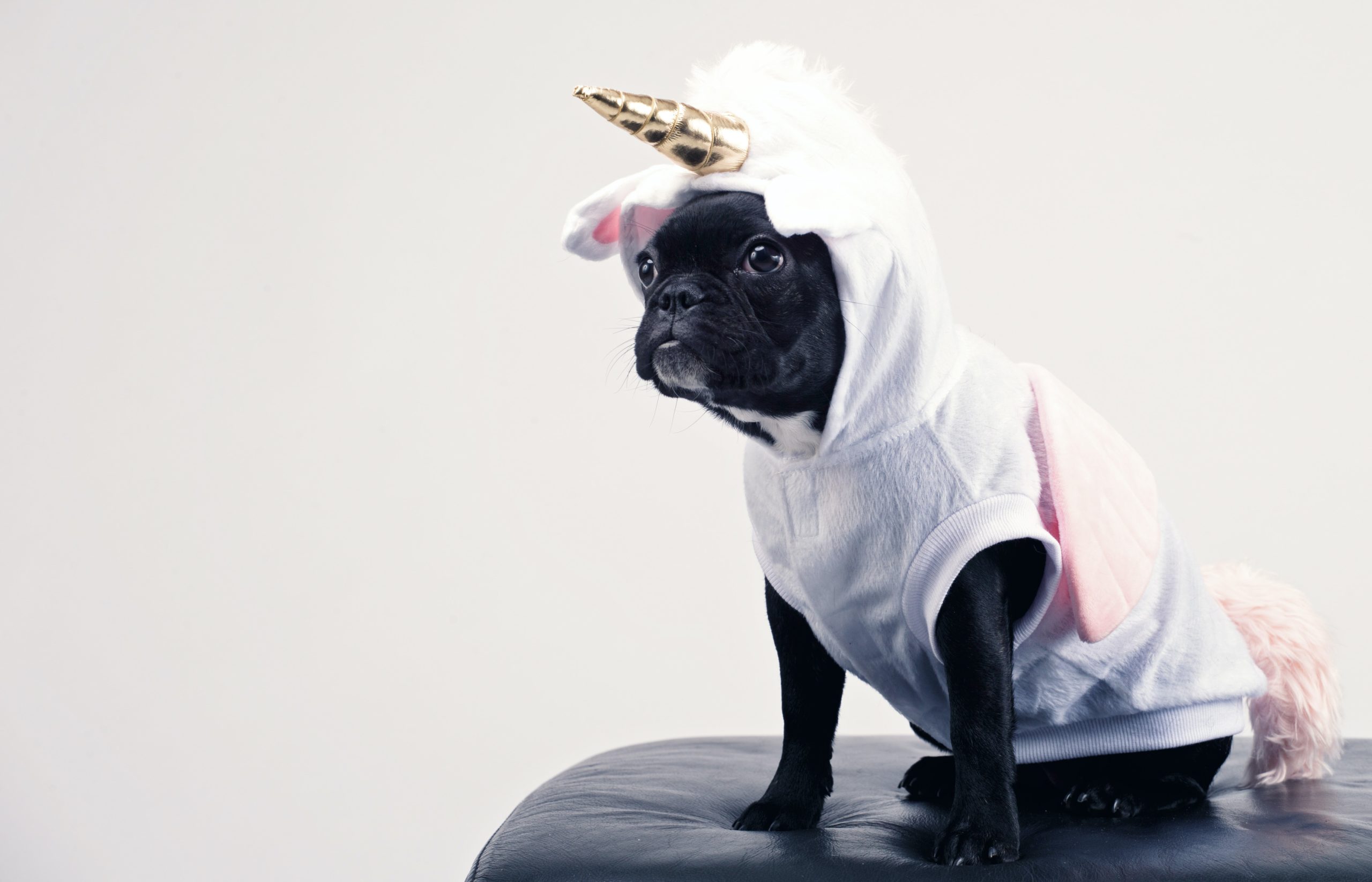 Dog in a unicorn costume